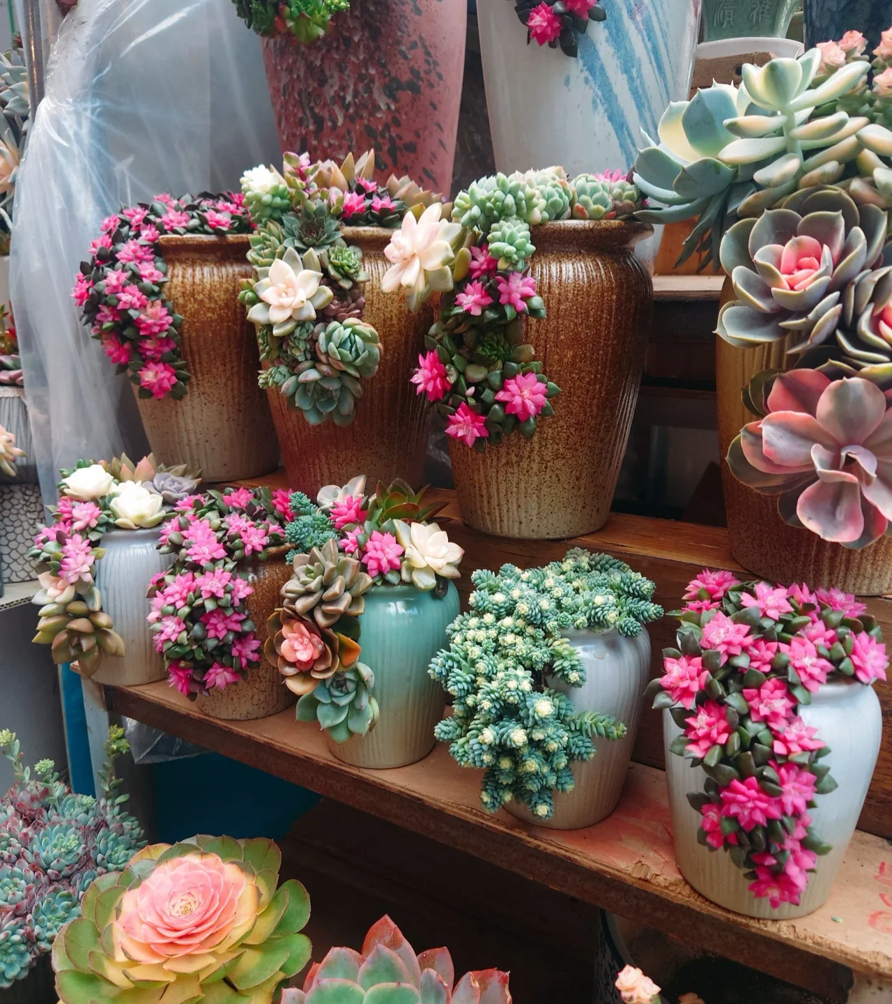 succulents