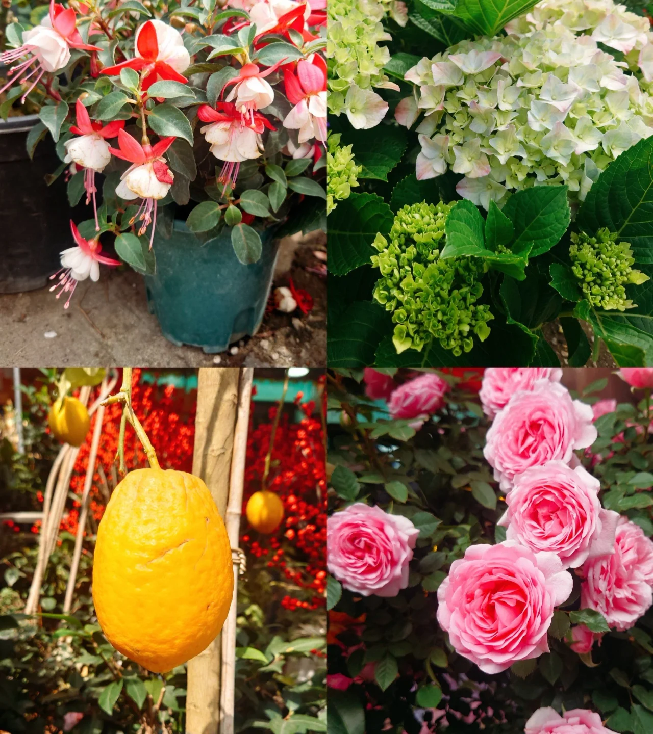 flowers