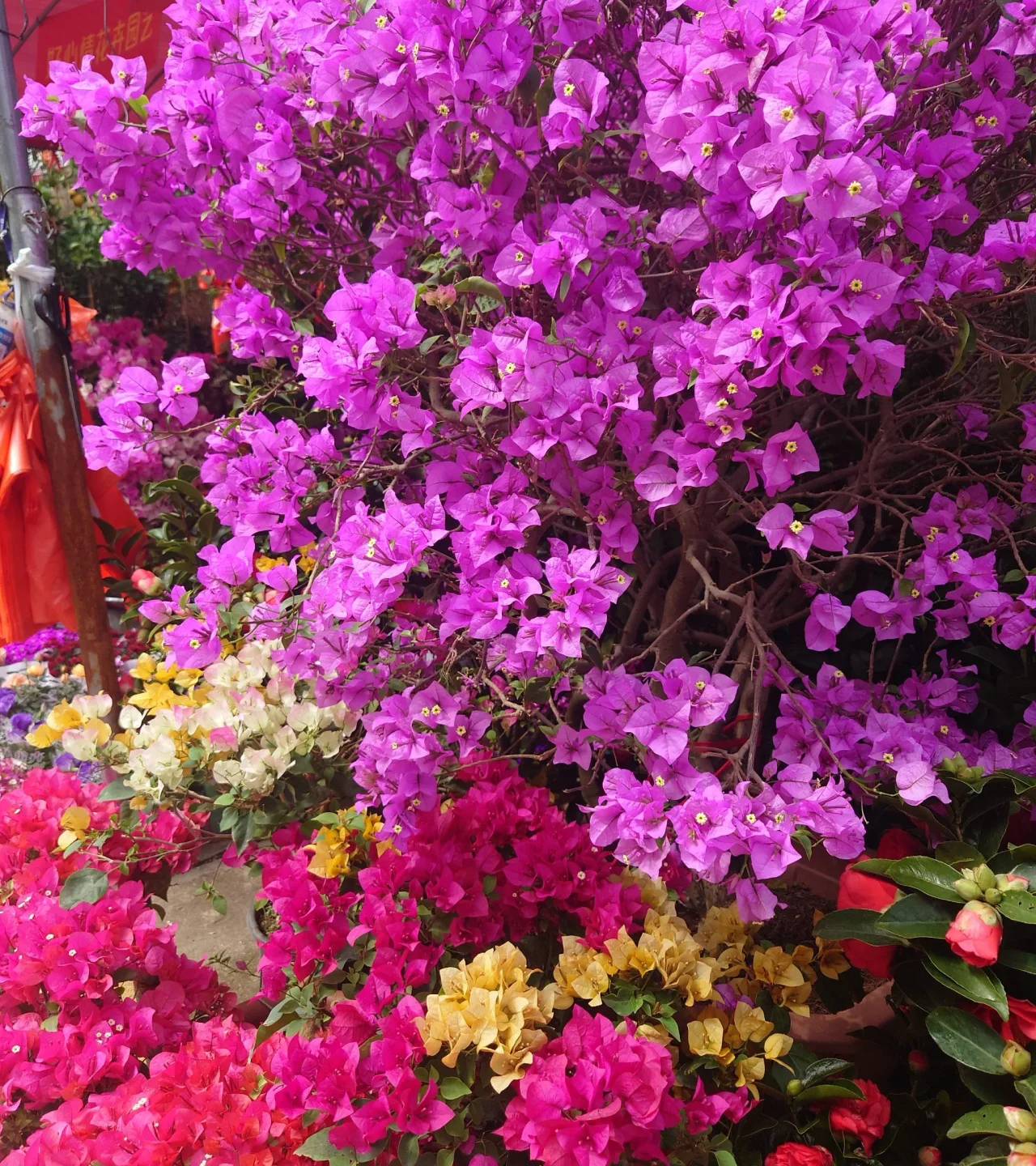 bougainvillea